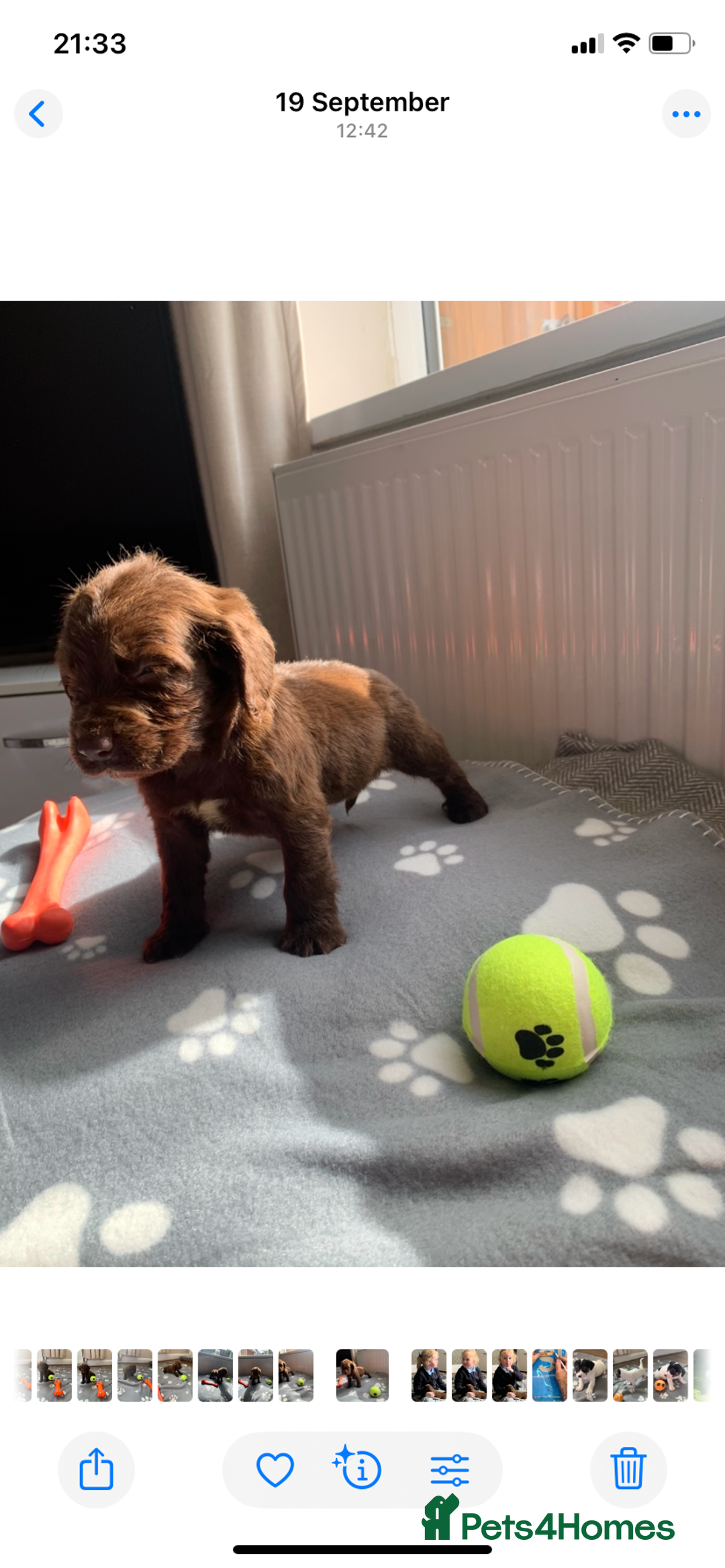 Cocker Spaniel dogs for sale: Cocker spaniel pups - Image 2