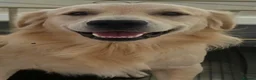 Golden Retriever dogs for stud: Golden retriever - Advert 7