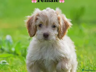 Cockapoo dogs Last 2 girls READY NOW!! - Advert 3