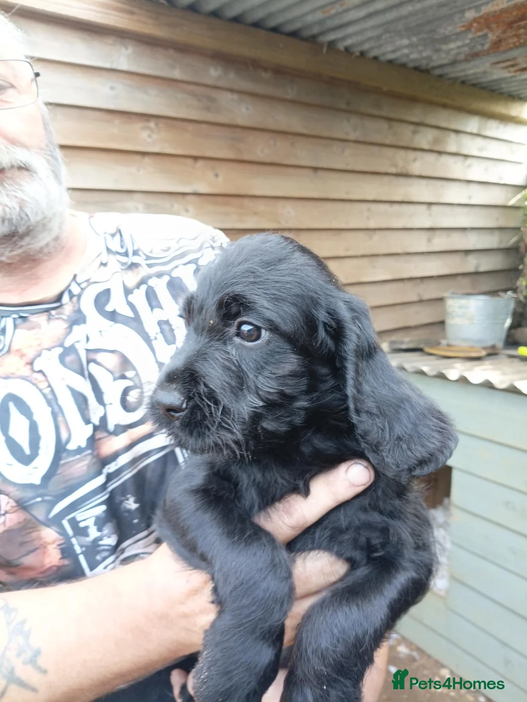 Mixed Breed dogs for sale: SPRINGADOODLE PUPPIES in King's Lynn - Advert 11