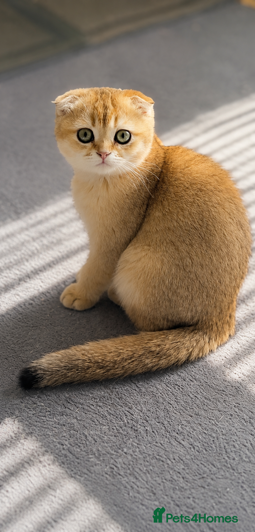 Scottish Fold cats ADORABLE SCOTISH FOLD KITTENS - Advert 1