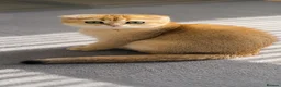 Scottish Fold cats for sale: ADORABLE SCOTISH FOLD KITTENS - Advert 1
