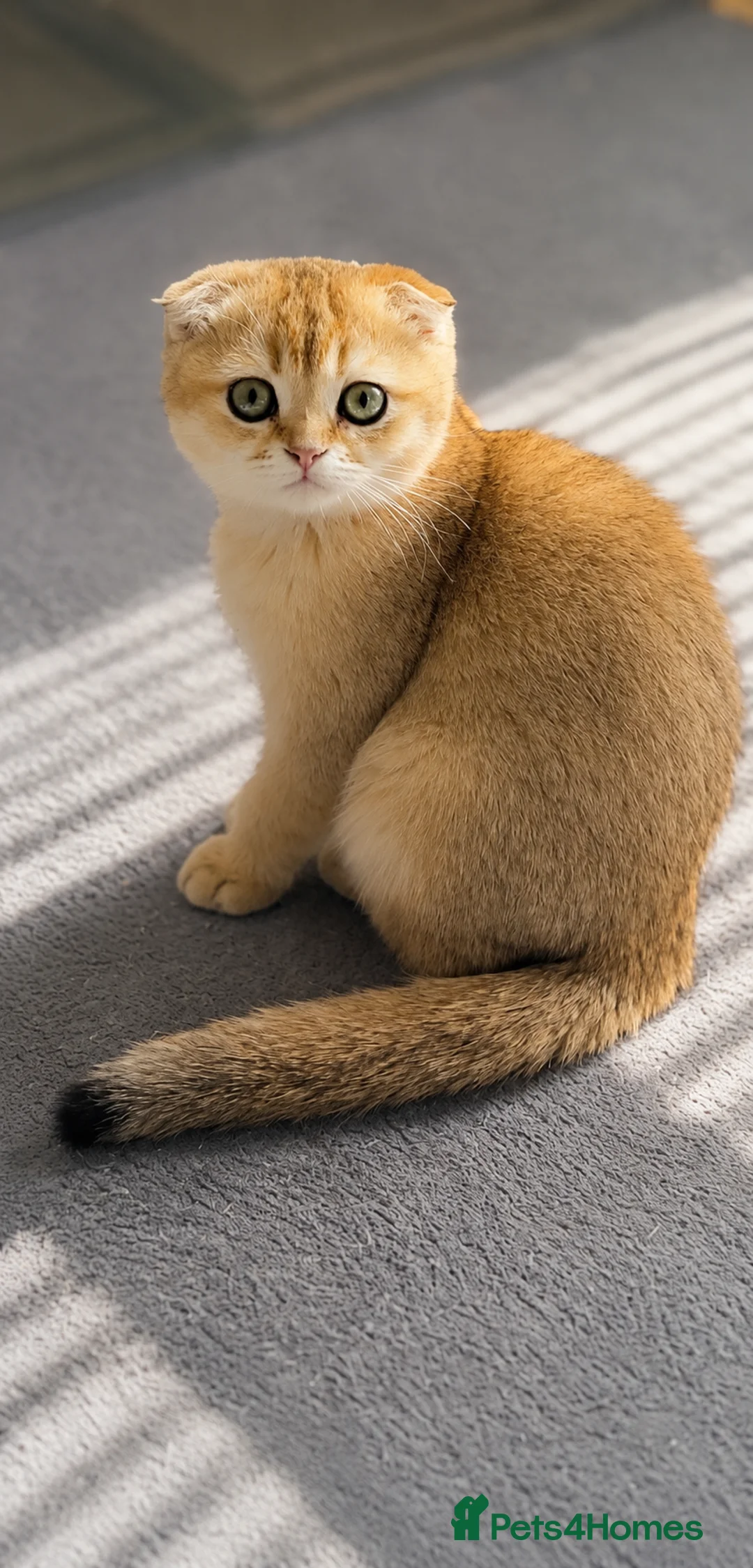 Scottish Fold cats for sale: ADORABLE SCOTISH FOLD KITTENS - Advert 1