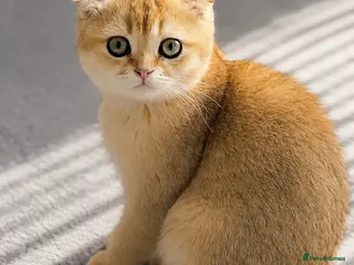 Scottish Fold cats ADORABLE SCOTISH FOLD KITTENS - Advert 1