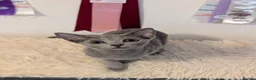 Russian Blue cats for sale: Stunning Full Pedigree Russian Blue  - Advert 2