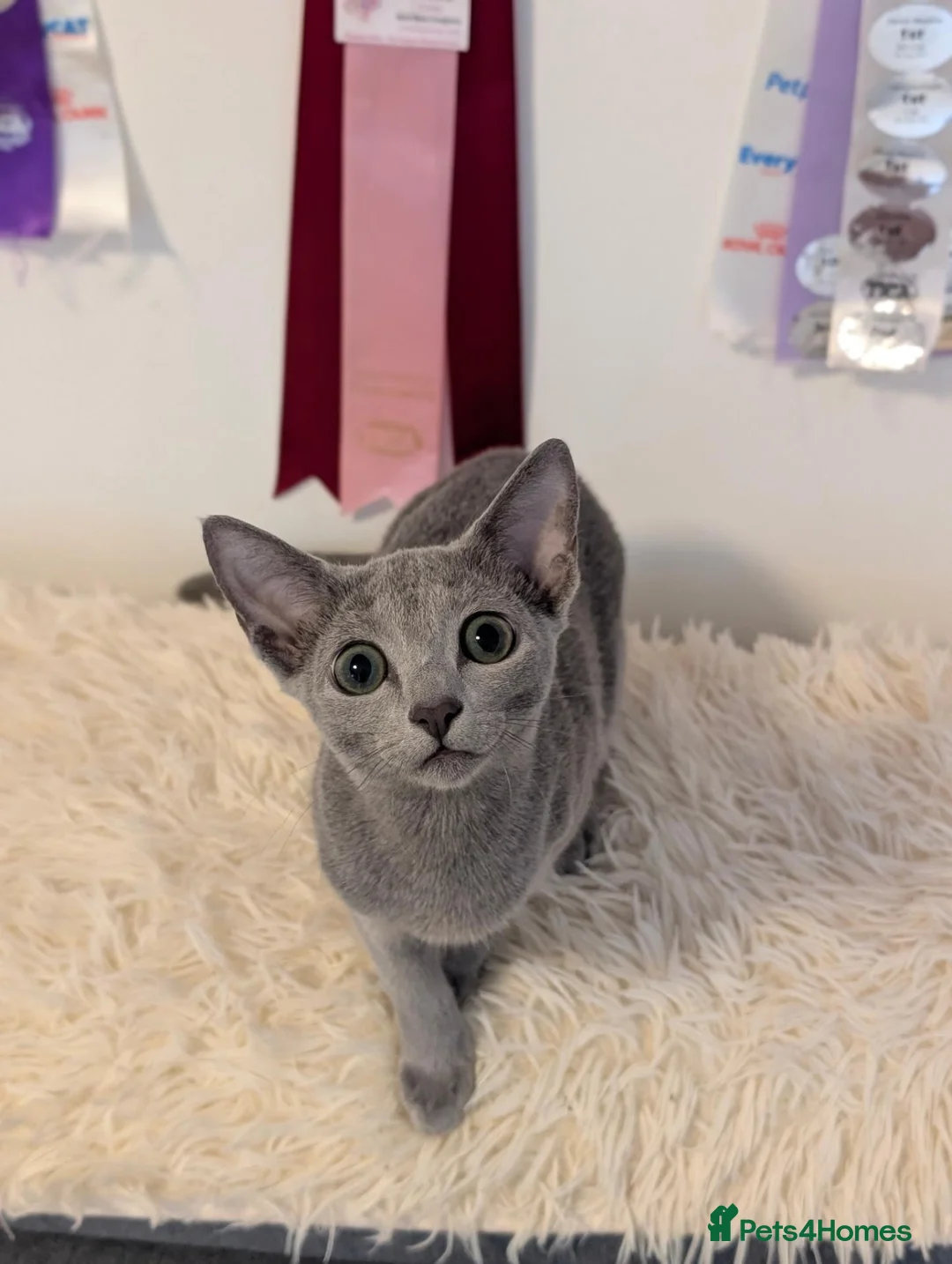 Russian Blue cats for sale: Stunning Full Pedigree Russian Blue  - Advert 2