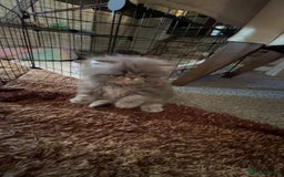 Persian cats for sale: Blue Persian  in Chesterfield - Image 12