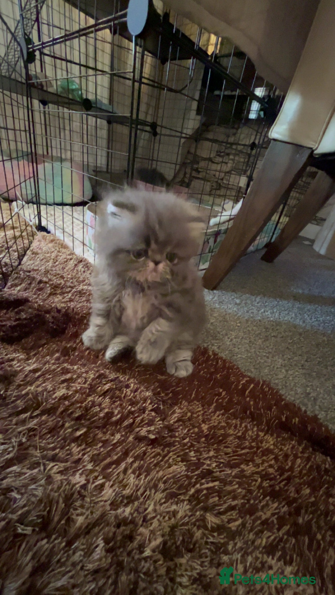 Persian cats for sale: Blue Persian  in Chesterfield - Image 12