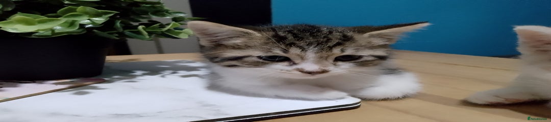 Mixed Breed Kitten 4