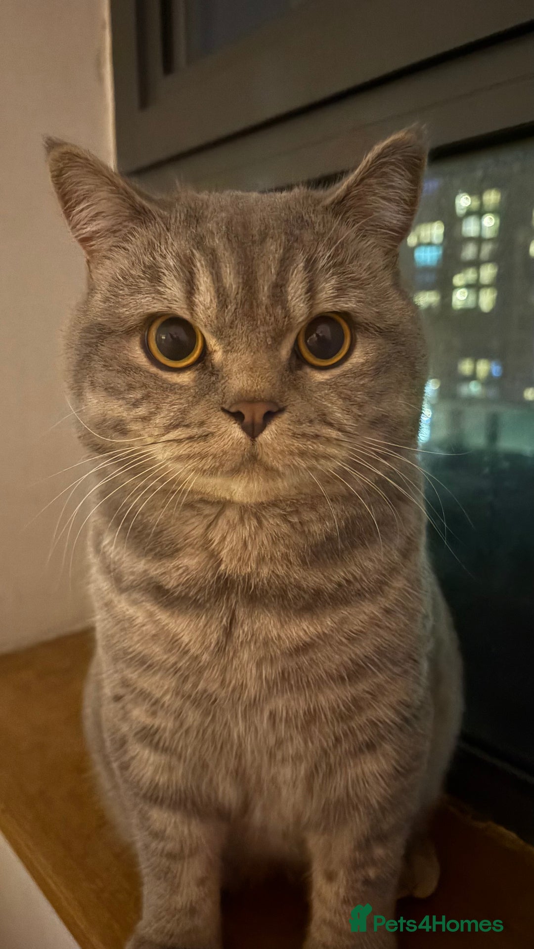 British Shorthair cats for sale: Male BSH 1 Year Old  - Advert 2