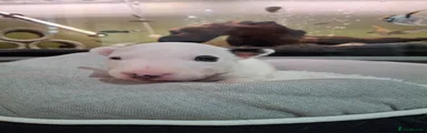 English Bull Terrier Puppy 6