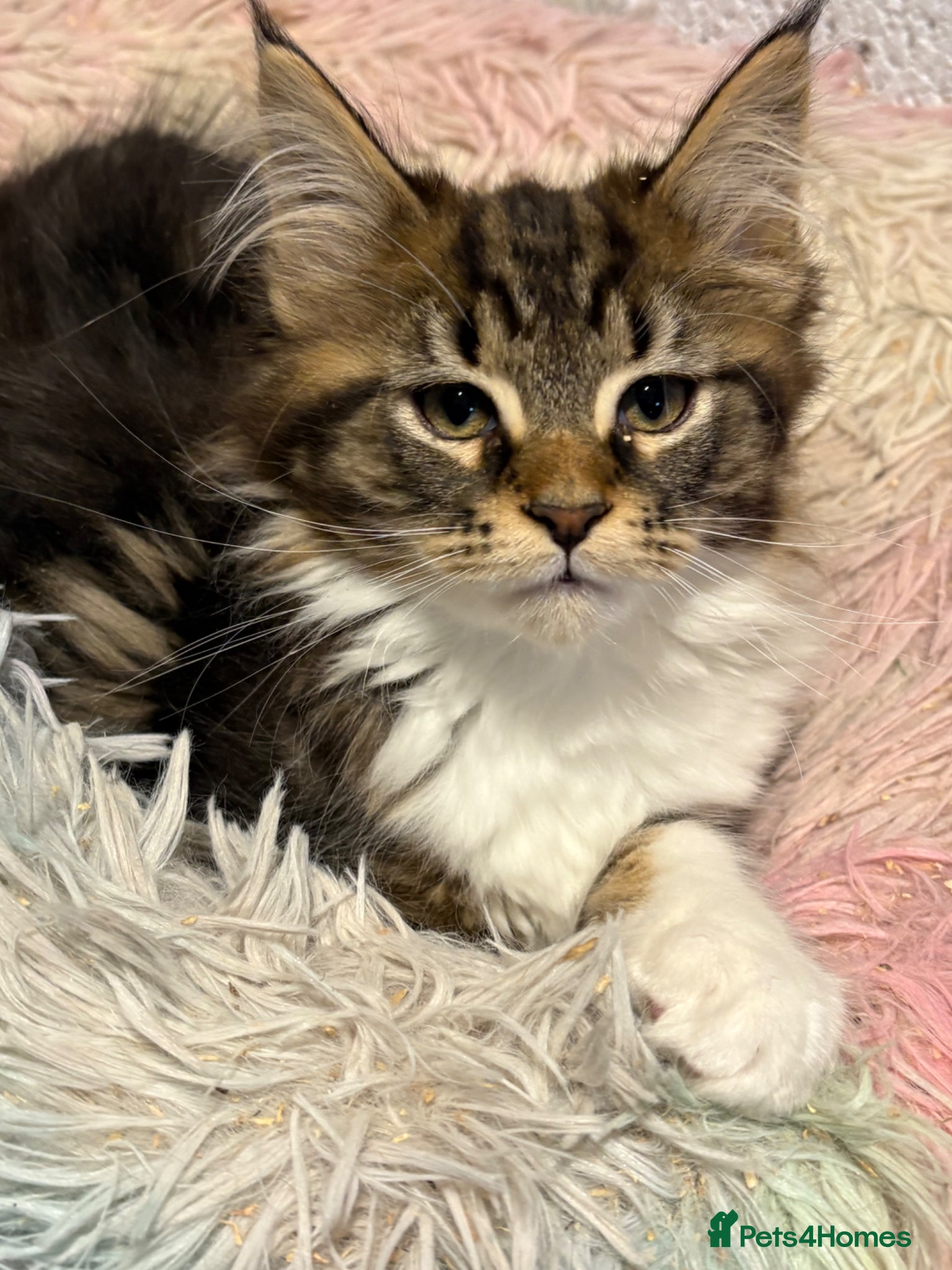 Maine Coon cats Stunning kittens  - Advert 1