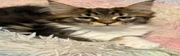 Maine Coon cats for sale: Stunning kittens  - Advert 2