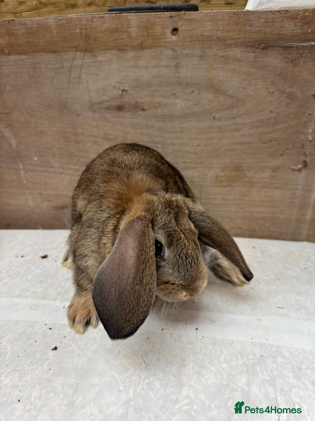 Mixed Breed rabbits for sale: 9 beautiful little Rabbit very friendly - Advert 13