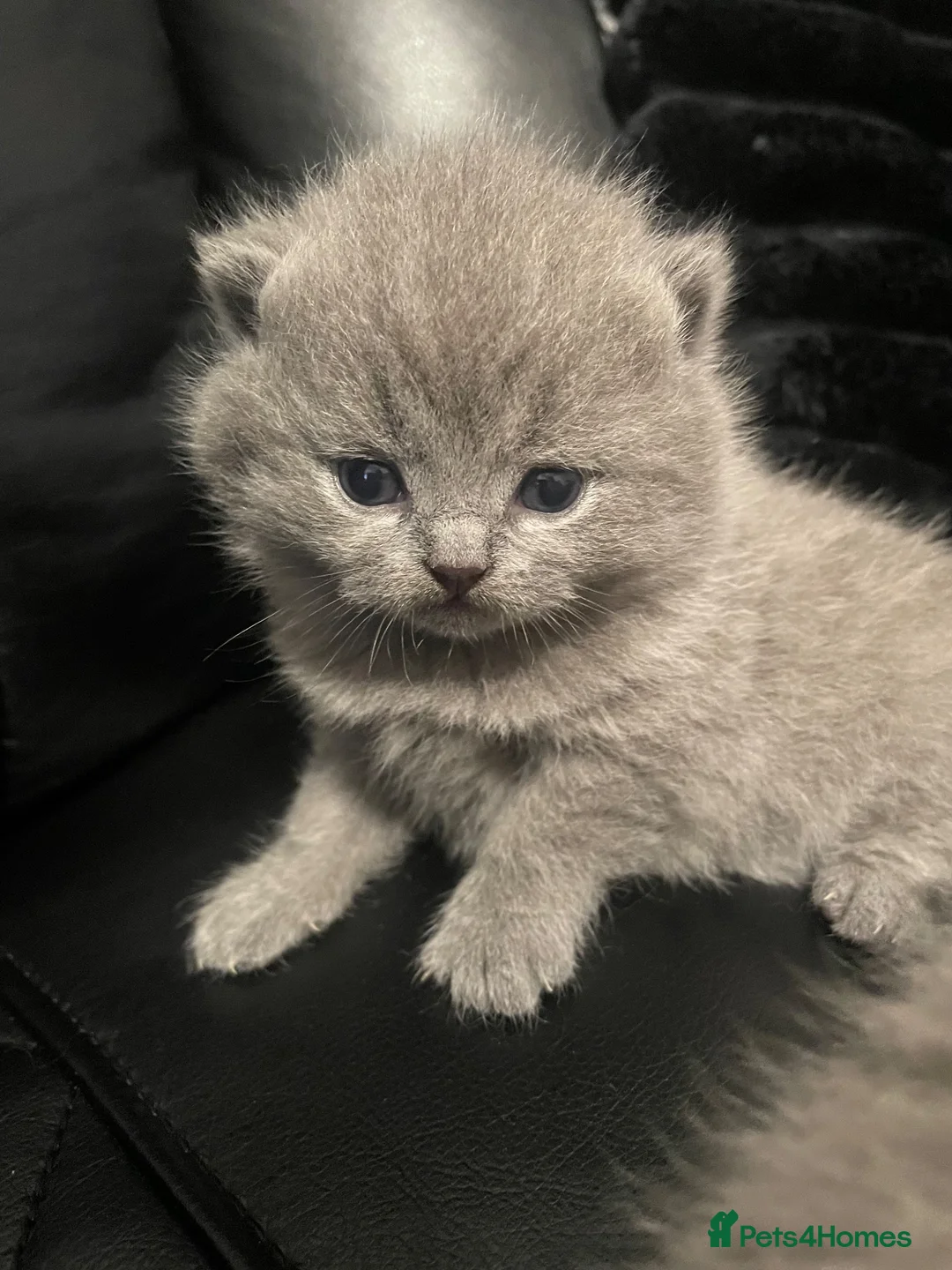 British Shorthair cats for sale: 4x British shorthair kittens  - Advert 2