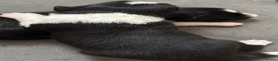 Border Collie Puppy 3