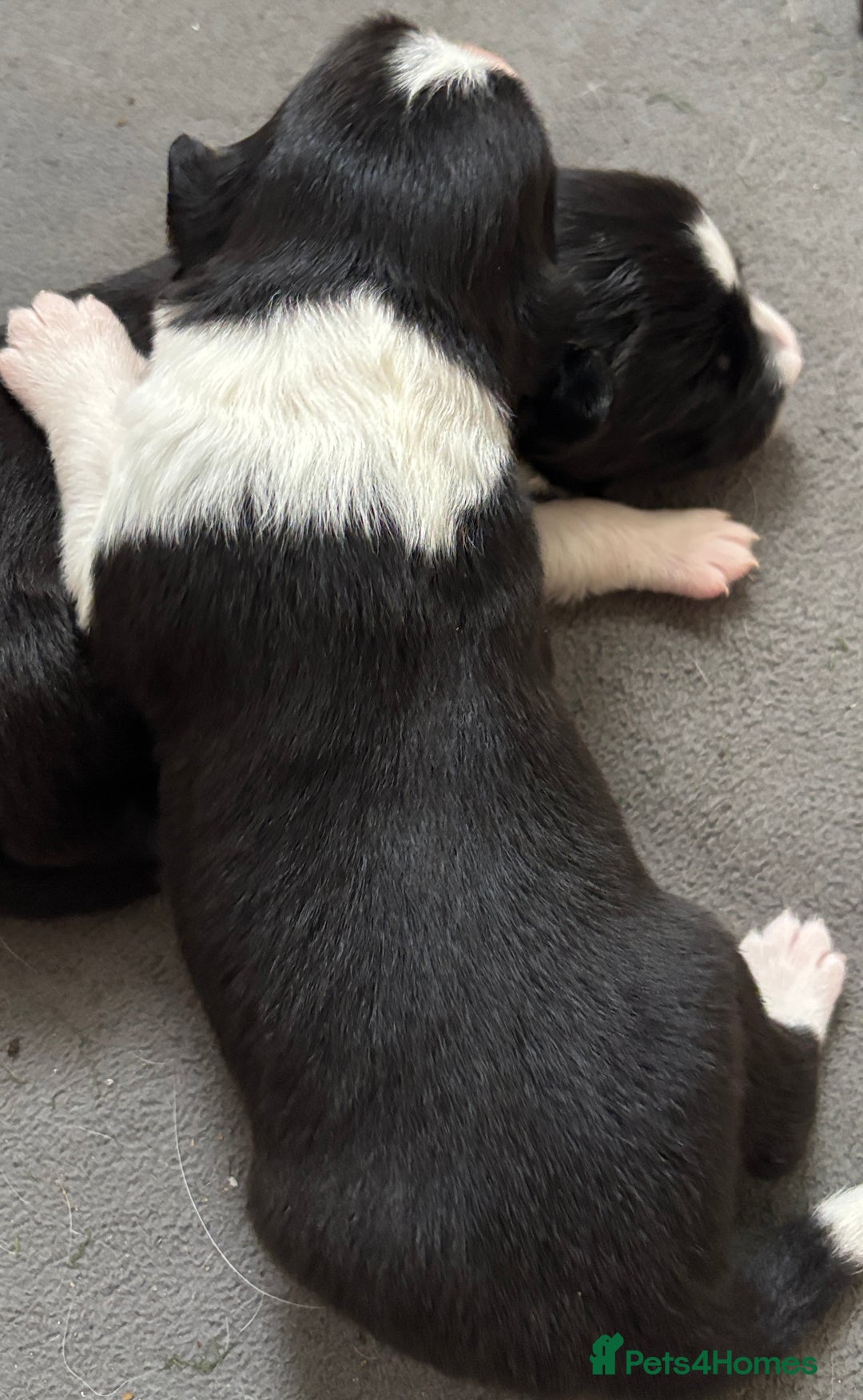 Border Collie dogs for sale:  Long Haired KC Reg Border Collie puppies for sale - Image 17