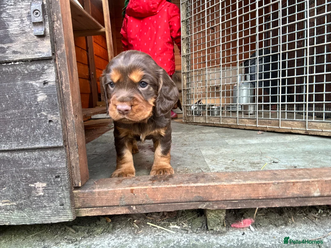 Cocker Spaniel dogs for sale: 1 Choc Tan Bitch KC Working Cocker Spaniel Puppies - Advert 2