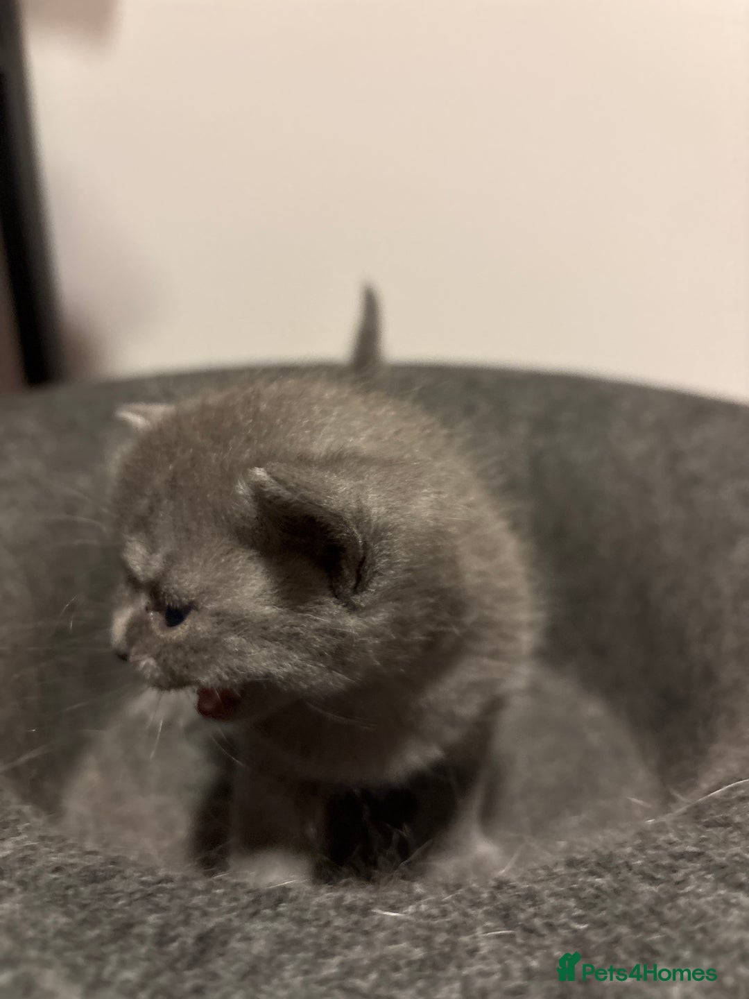 Mixed Breed cats for sale: Adorable kittens for sale - Advert 4