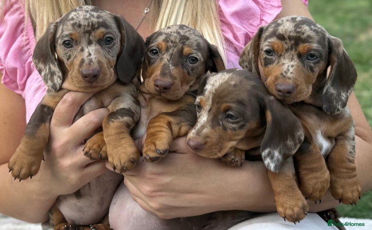 Miniature Dachshund dogs - Advert 16