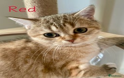British Shorthair cats for sale: Golden BSH  - Image 10