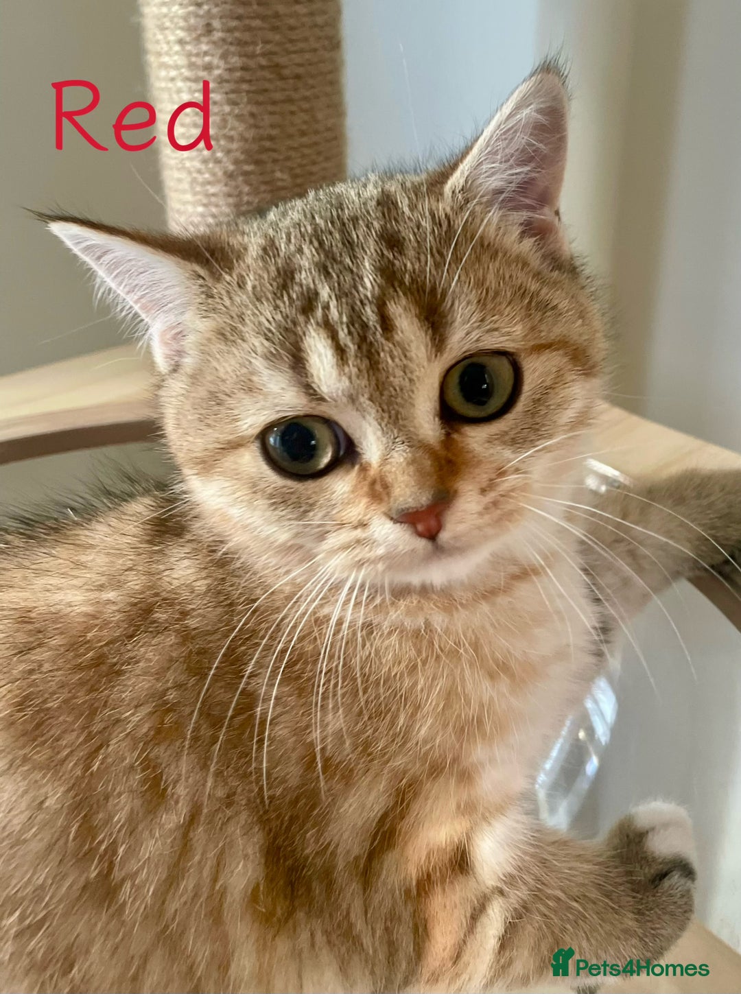 British Shorthair cats for sale: Golden BSH  - Image 10