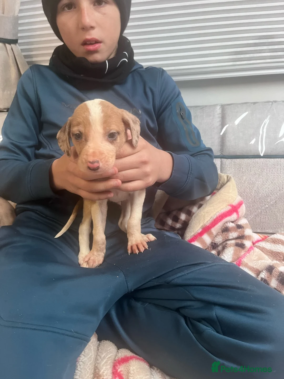 Saluki dogs for sale: Saluki puppies ready now  - Advert 19