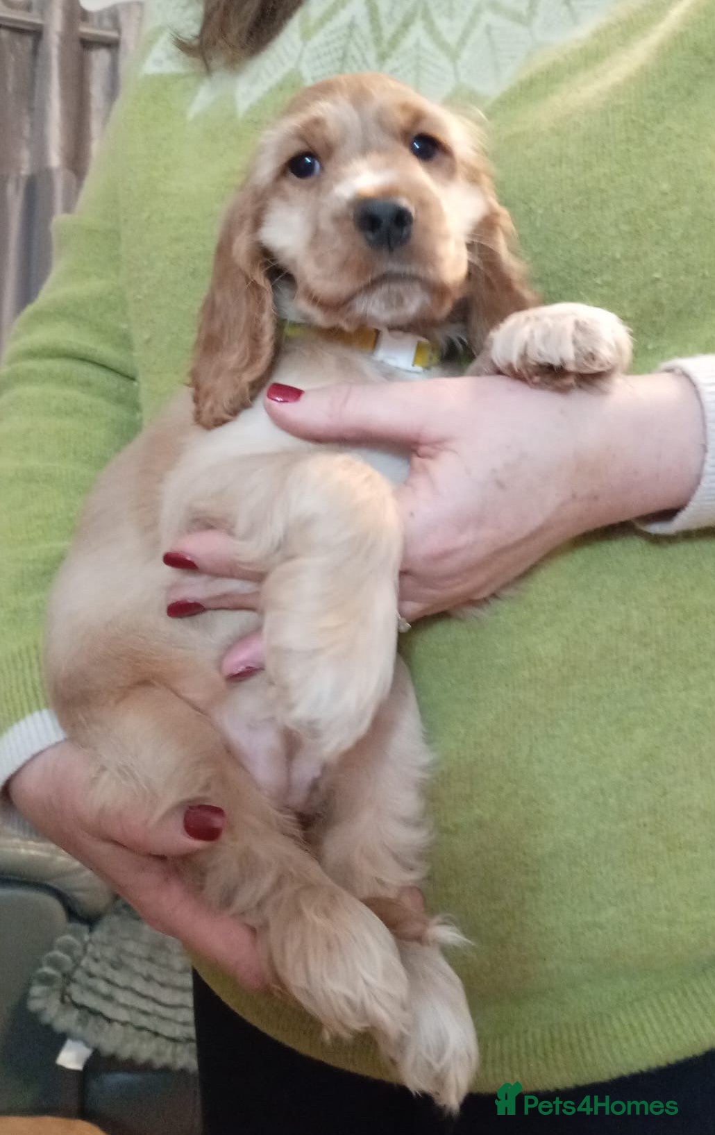 Cocker Spaniel dogs Golden KC Reg English Female Show Cocker Spaniel - Advert 1