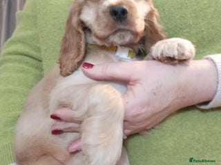 Cocker Spaniel dogs Golden KC Reg English Female Show Cocker Spaniel - Advert 1