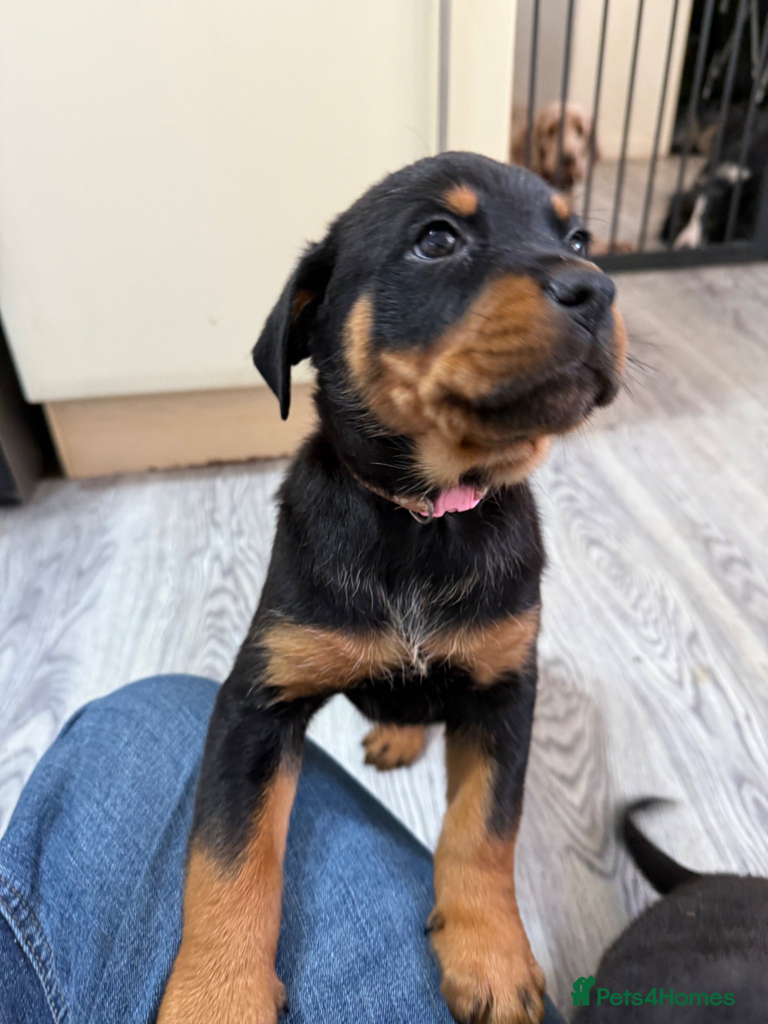 Rottweiler dogs 2 beautiful Girl Rottweiler pups left! - Advert 12