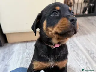 Rottweiler dogs 2 beautiful Girl Rottweiler pups left! - Advert 12
