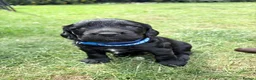 Cocker Spaniel dogs for sale: Beautiful KC Reg. Working Cocker Spaniel Puppies - Advert 9