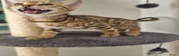 Bengal cats for sale: Stunning snow and brown bengal kittens - Advert 14