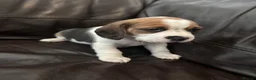 Beagle dogs for sale: Beautiful Beagles(ready now) - Advert 26