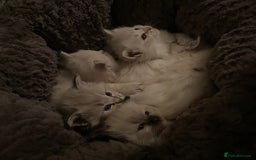 Ragdoll cats for sale: Last 2 fluffy ragdoll kittens  - Image 3