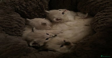Ragdoll cats - Advert 13