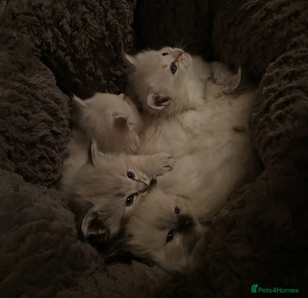 Ragdoll cats for sale: Last 2 fluffy ragdoll kittens  - Image 3