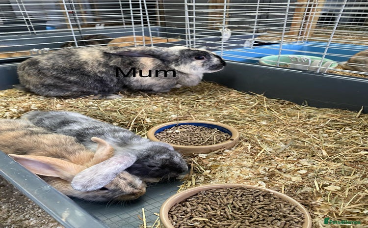 Mini Lop rabbits - Advert 5