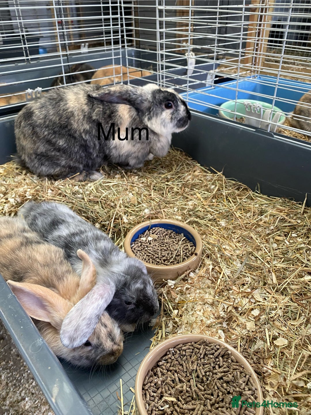Mini Lop rabbits for sale: Mini lop bunnies  - Image 1