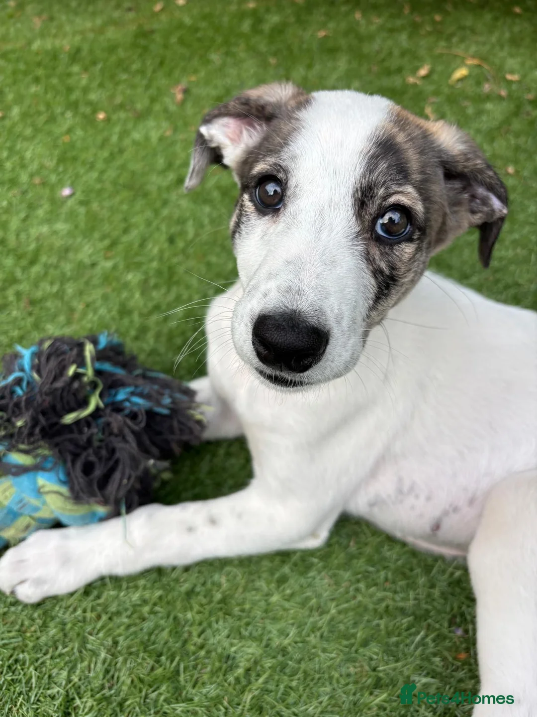 Lurcher dogs for sale: New home needed for Ruba - Advert 15