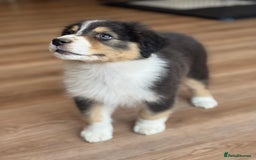 Australian Shepherd dogs for sale: 2 KC registered Australian Shepards remaining! - Image 26