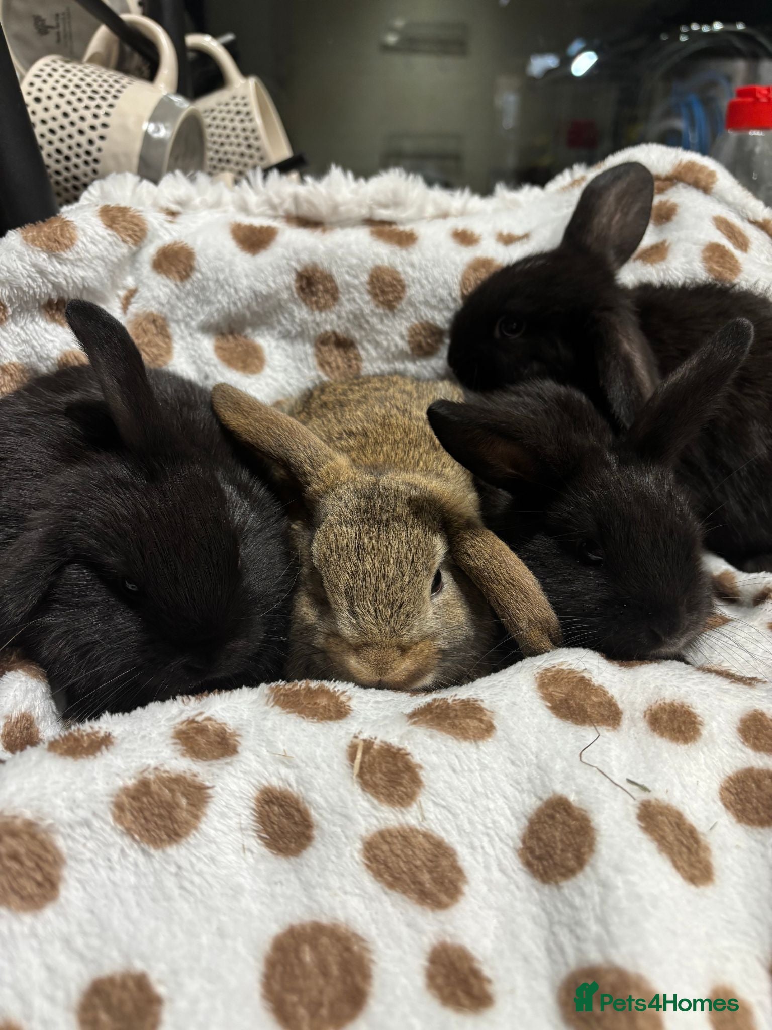 Mini Lop rabbits 4 baby mini lops 💙🩵 - Advert 11