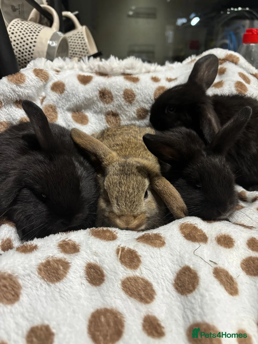 Mini Lop rabbits for sale: Only buck number 3&4 left - 4 baby mini lops 💙🩵 - Advert 1