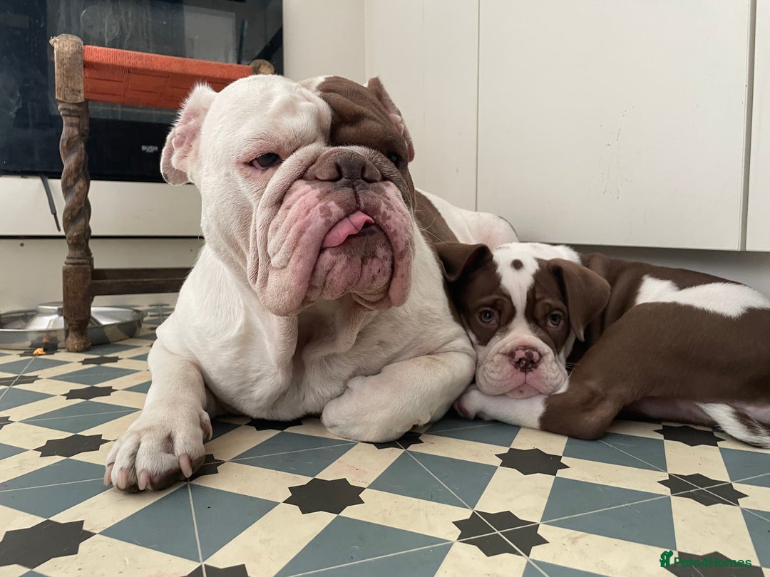Olde English Bulldogge dogs for sale: Olde English bulldogge puppy ready to go - Image 4