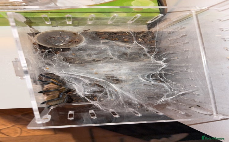 Tarantulas invertebrates - Advert 6