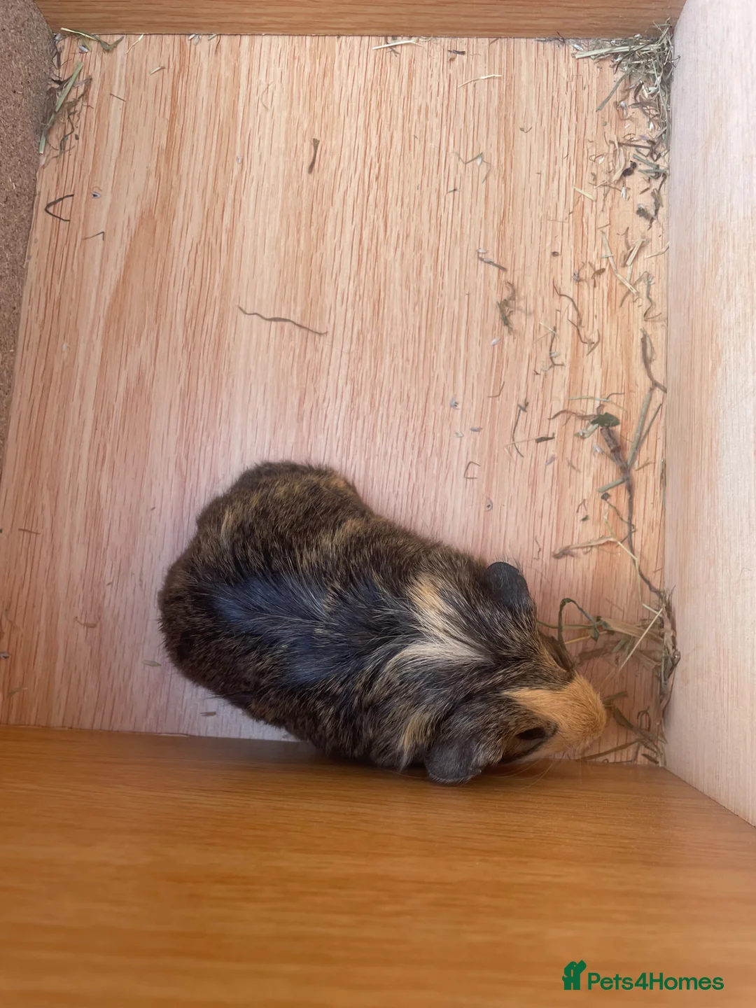 Guinea Pig rodents for sale: Beautiful Baby Guinea Pigs  - Advert 14