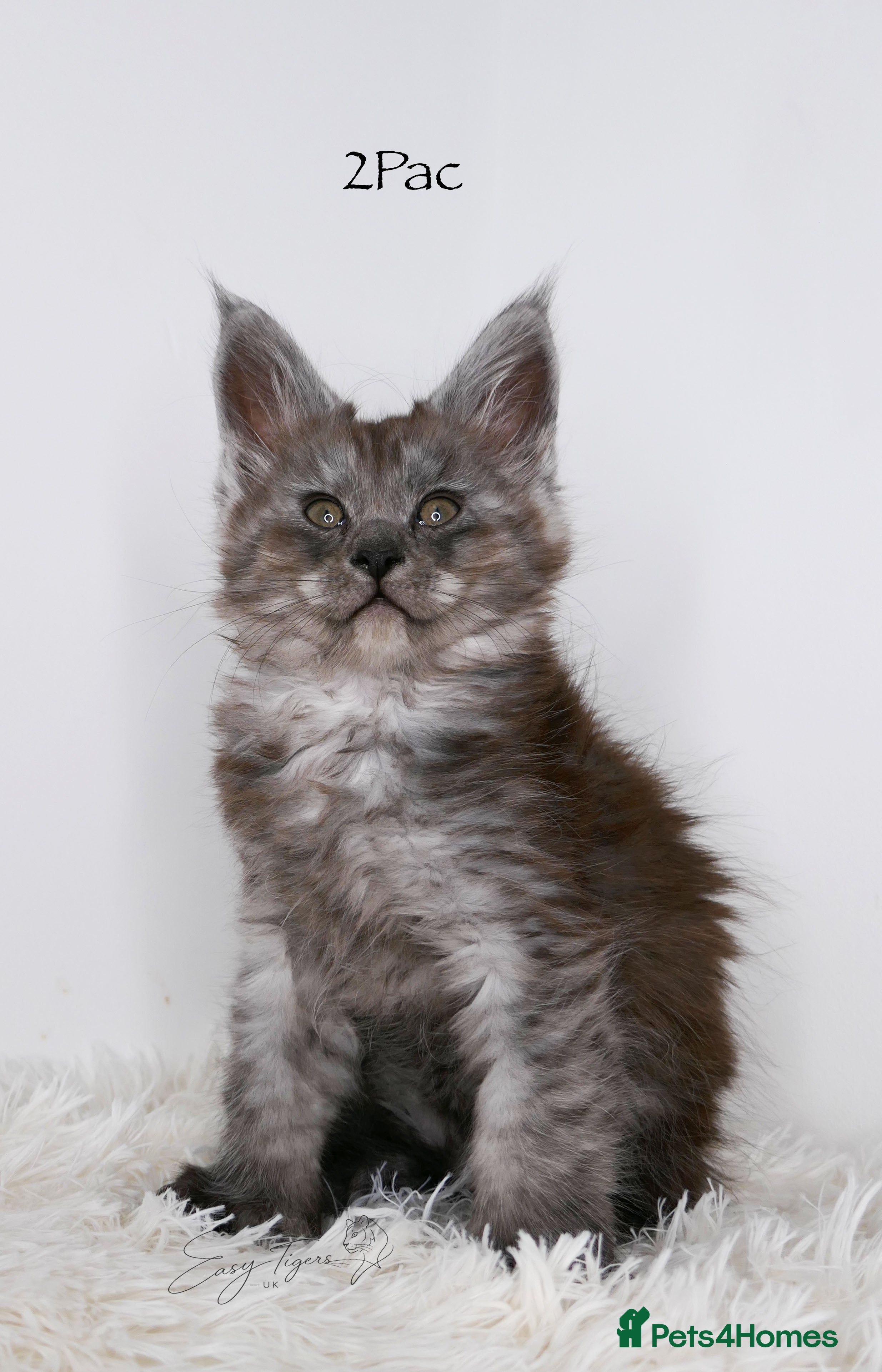 Maine Coon cats Stunning Maine Coon ( polydactyl)  - Advert 4