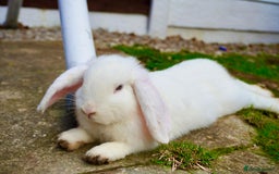 English rabbits for sale:  lop mixed  - Image 1