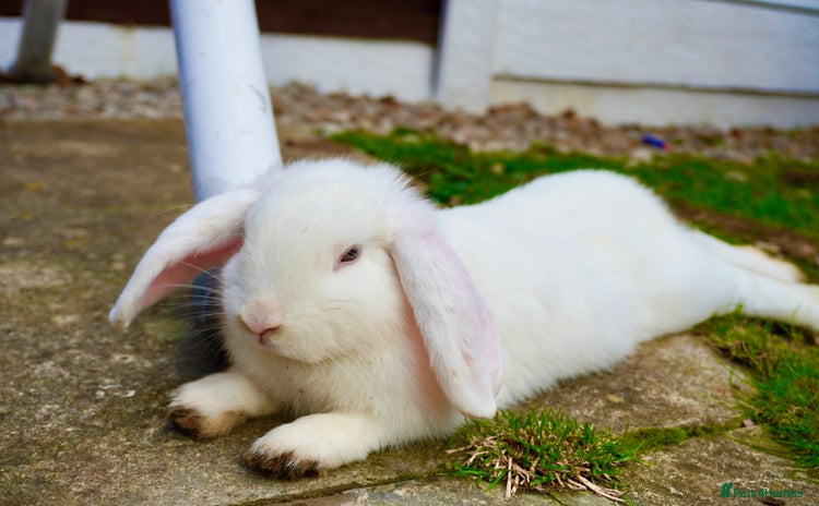 English rabbits - Advert 1