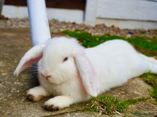 English rabbits - Advert 13